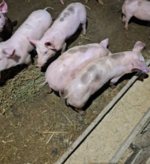 Purcei de vanzare  - imagine 5