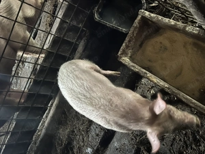 Vând o purcea de 14 săptămâni  - imagine 4