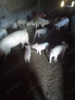 Purcei de vânzare - imagine 2