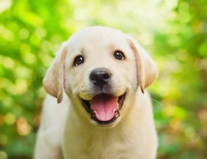 Angajam Recepționer(ă)   Secretar(ă) - Cabinet Roxy Veterinary - imagine 2