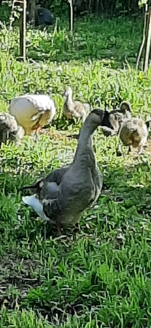 Gâscan de vânzare - imagine 3