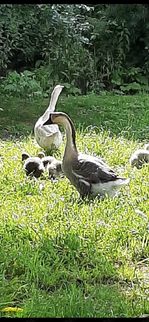 Gâscan de vânzare - imagine 4