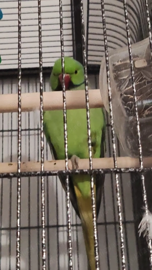 Vand 2 papagali Micul Alexandru