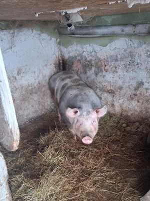 Scrofita gestantă - imagine 4