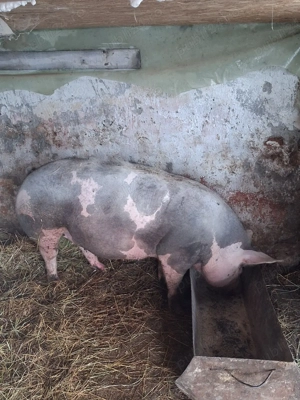 Scrofita gestantă - imagine 3