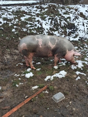 Scrofita gestantă - imagine 5