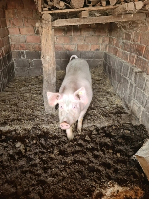 Vand porci mari 100-300 kg - imagine 6