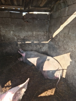 Vand porci mari - imagine 3