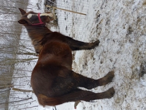 Vând mânză din cai buni  - imagine 3