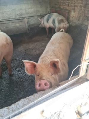 Vand porci mari 100-300 kg - imagine 5