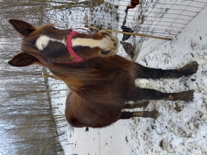 Vând mânză din cai buni  - imagine 2