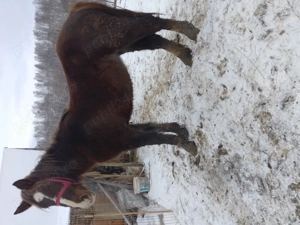 Vând mânză din cai buni  - imagine 5