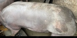 Vând porc petrean belgian.  - imagine 2