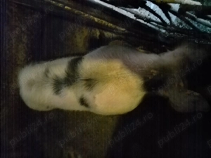 Vând o scrofiță pitrain belgian - imagine 3