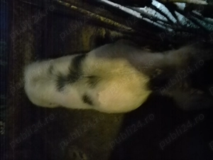 Vând o scrofiță pitrain belgian - imagine 5