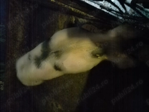 Vând o scrofiță pitrain belgian - imagine 4