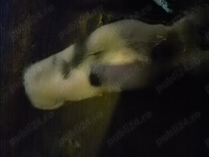 Vând o scrofiță pitrain belgian