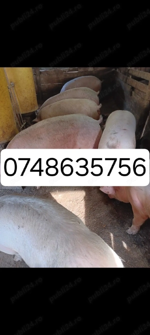 Porci De Carne Rasa Pic 110-150 kg - imagine 4