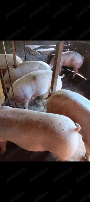 Porci De Carne Rasa Pic 110-150 kg - imagine 5