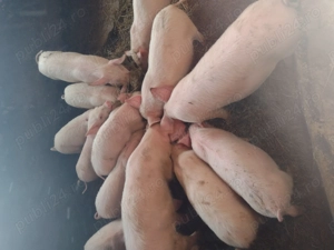 Vând purcei sau schimb  - imagine 2