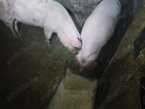 Porci de carne crescuti natural - imagine 3