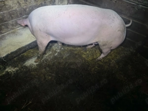 Porci de carne crescuti natural - imagine 5