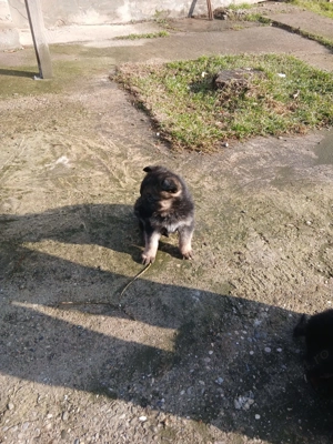 Ciobanesc german pui - imagine 3