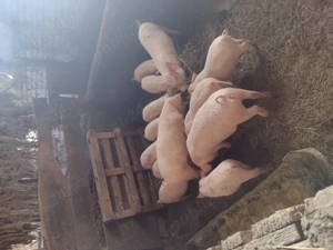 Vând purcei sau schimb  - imagine 4