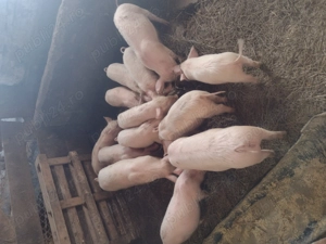 Vând purcei sau schimb 