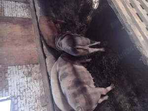 Vând porci sau schimb