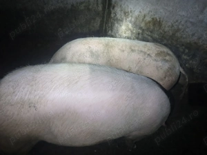 Porci de carne crescuti natural - imagine 2