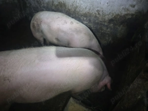 Porci de carne crescuti natural