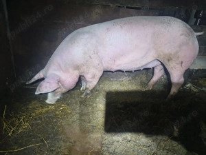 Porci de carne crescuti natural - imagine 4