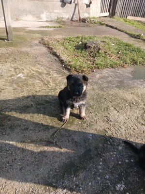 Ciobanesc german pui