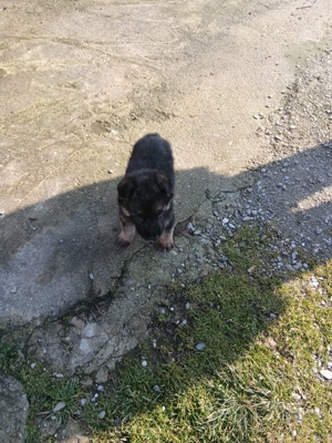 Ciobanesc german pui - imagine 2