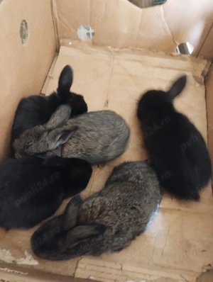 de vânzare  - imagine 2