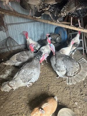 Curci si Curcani  - imagine 3