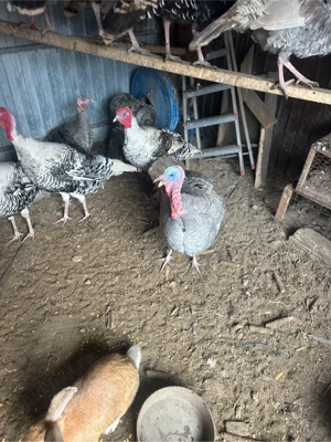 Curci si Curcani  - imagine 2