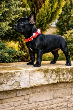 Bulldog Francez Negru Solid - imagine 4