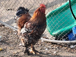 Cocoși brahma  - imagine 3