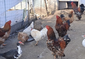 Cocoși brahma  - imagine 2