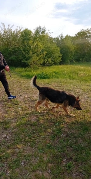 Ciobanesc german pui - imagine 4