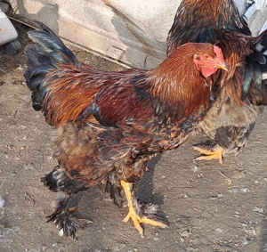 Cocoși brahma  - imagine 4