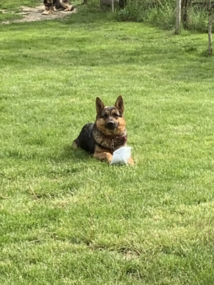 Ciobanesc german pui - imagine 5