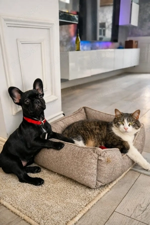 Bulldog Francez Negru Solid - imagine 3