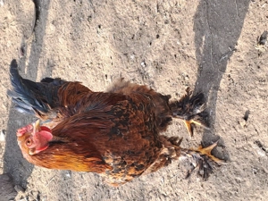 Cocoși brahma  - imagine 5