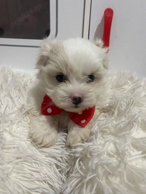 Bishon Maltez  - imagine 4