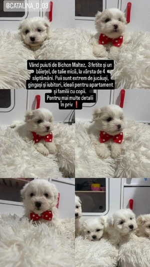 Bishon Maltez  - imagine 5