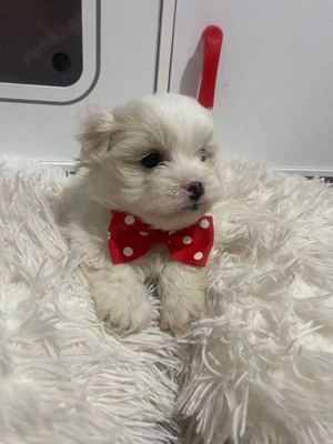 Bishon Maltez  - imagine 3