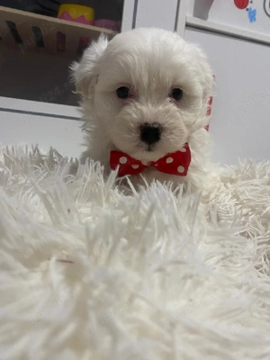 Bishon Maltez  - imagine 2